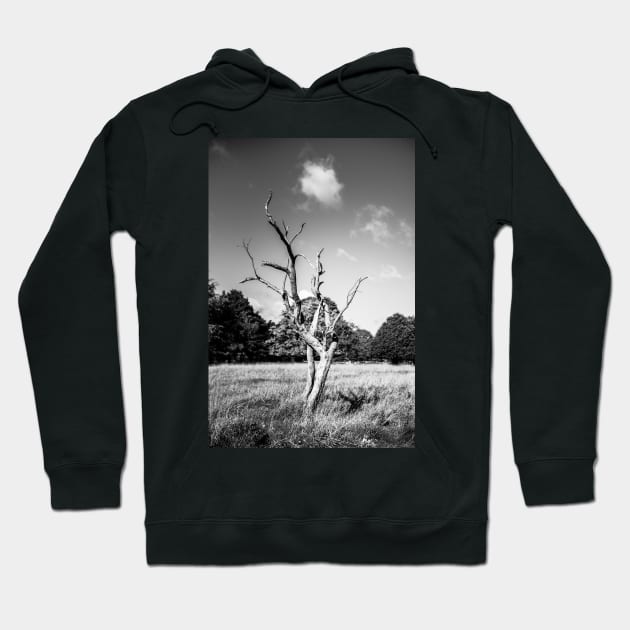 Lone Dead Tree Hoodie by shaymurphy